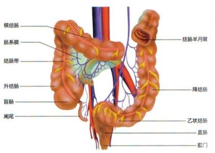 结肠炎的临床表现 过敏性结肠炎 过敏性结肠炎-简介，过敏性结肠炎-临床表现
