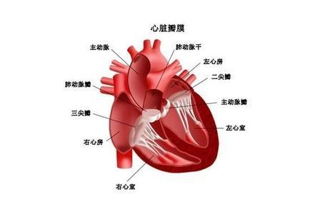 心脏供血不足怎么调理 心脏供血不足吃什么好