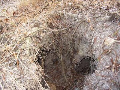 基本面研究是玄学 种生基 种生基-概述，种生基-玄学依据