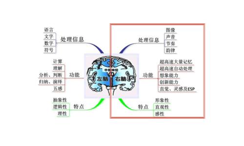 斯佩里左右脑分工理论 斯佩里左右脑分工理论 斯佩里左右脑分工理论-由来，斯佩里左右脑