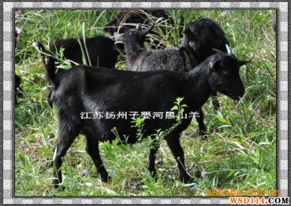 沧山黑山羊 沧山黑山羊 沧山黑山羊-肉质介绍，沧山黑山羊-生活特点