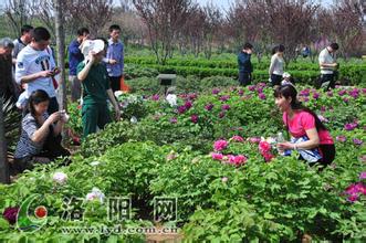 多肉植物图片及名称 冠群芳 冠群芳-植物名称，冠群芳-介绍