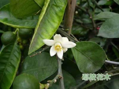 代代花 代代花-形态特征，代代花-生长习性