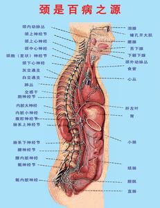 颈椎错位怎么治疗 颈椎错位 颈椎错位-概述，颈椎错位-颈椎间盘突出