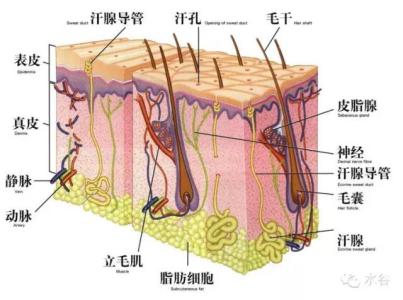 厕所排泄 greenbed 排泄 排泄-排泄，排泄-正文