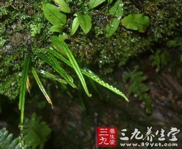 植物分类概述 水龙[植物] 水龙[植物]-概述，水龙[植物]-物种分类