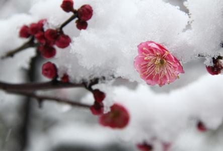 梅花泪歌曲原唱 梅花雪