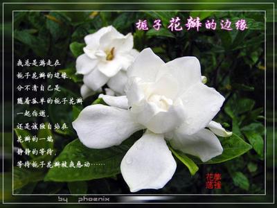 栀子与荼靡花语 栀子花语