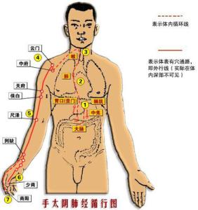 手太阴肺经循行图 肺经 肺经-概述，肺经-循行