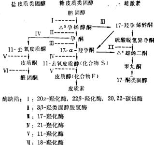 肾上腺皮质激素 肾上腺皮质激素 肾上腺皮质激素-正文，肾上腺皮质激素-作用机制