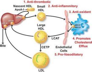 低密度脂蛋白临床意义 高密度脂蛋白 高密度脂蛋白-临床意义，高密度脂蛋白-代谢理论