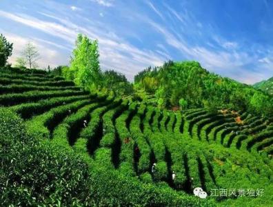 茶园鲁能珊瑚小学简介 茶海 茶海-简介，茶海-大型茶园