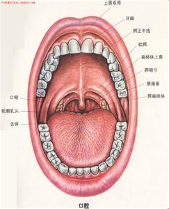 扁桃体发炎症状 扁桃体 扁桃体-结构分类，扁桃体-感染症状