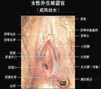 霞浦外阴性不孕 外阴性不孕 外阴性不孕-外阴性不孕，外阴性不孕-简介