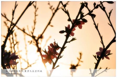 女生说莫待无花空折枝 有花堪折直须折，莫待无花空折枝