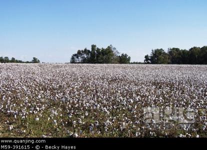 cotton field cottonfield棉田 cottonfield棉田-???概述，cottonfield棉田-公