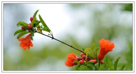 重生石榴花开 石榴花开