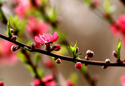 桃花韵是真还是假 桃花韵