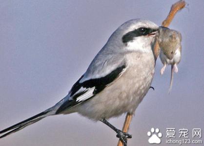 伯劳鸟多少钱一只 伯劳鸟吃什么