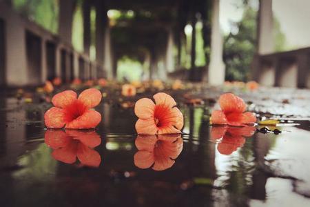 花开花落又是一季 又一季花开花落