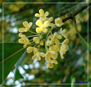 桂花飘香太监家打一肖 桂花飘香