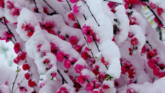 雪映梅花梅映雪 雪吻梅花梅映雪