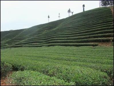 马台古树茶特点 台地茶 台地茶-?台地茶简介，台地茶-台地茶的特点