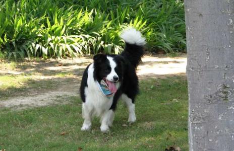 边境牧羊犬性格 边境牧羊犬的性格好吗