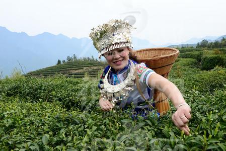 项目简要介绍怎么写 采茶女 采茶女-简要介绍