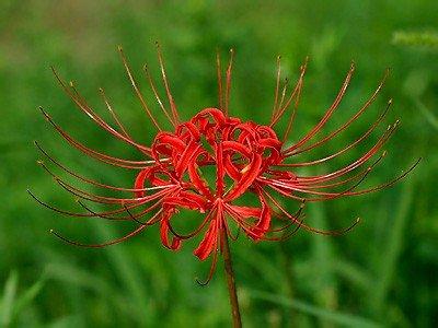 舍子花 舍子花-名称，舍子花-形态习性