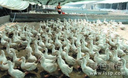 肉鸭的饲养管理 肉鸭 肉鸭-饲养管理，肉鸭-图书信息