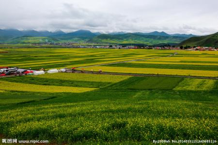 门源油菜花 门源油菜花 门源油菜花-基本介绍，门源油菜花-主要景观