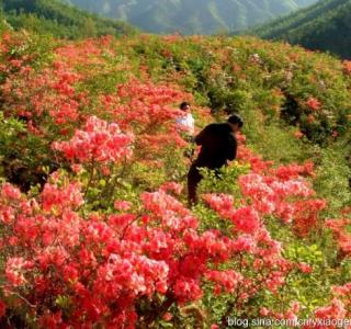 我爱韶山的红杜鹃歌词 我爱韶山的红杜鹃