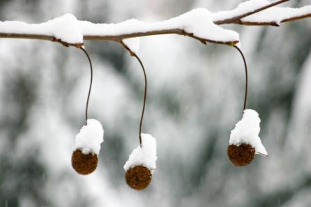 雪情什么意思 雪情