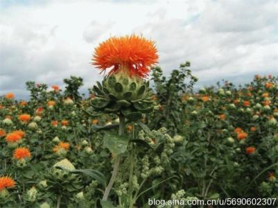 红花籽油的药用价值 红花籽油 红花籽油-简介，红花籽油-营养价值