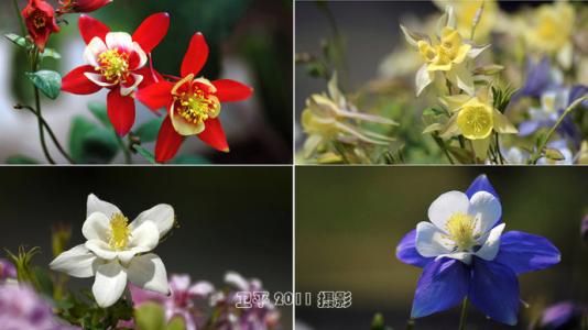 注释和参考文献的区别 花信 花信-注释，花信-参考