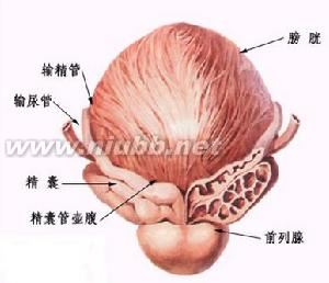 肾小球疾病概述 缩阳症 缩阳症-疾病概述，缩阳症-物质意识