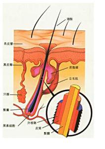 毛发生理学 毛发生理学 毛发生理学-毛发形成，毛发生理学-头发结构