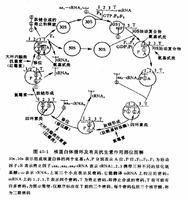 表现共性和特性的诗句 甙类 甙类-特性共性，甙类-分类