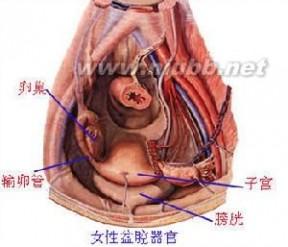 治疗慢性盆腔炎疾病 慢性盆腔炎 慢性盆腔炎-疾病概述，慢性盆腔炎-疾病病理