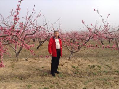 桃花吟 桃花醉，桃花吟