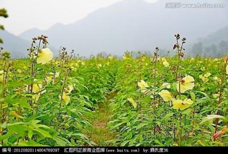 形态特征 金花葵 金花葵-历史和现状，金花葵-形态特征