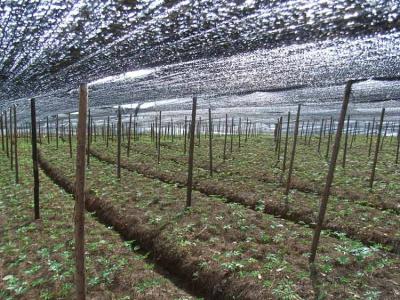 云南文山三七种植基地 文山高田三七种植产业基地有限公司 文山高田三七种植产业基地有