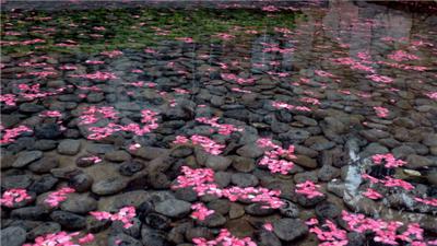 落花有意流水无情全诗 落花有意，流水无情