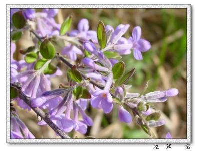 芫花根 芫花根 芫花根-基本内容