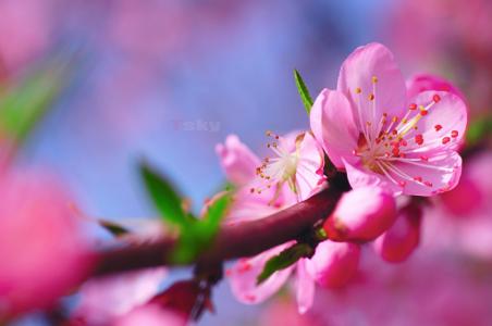 桃花结怎么编 桃花结