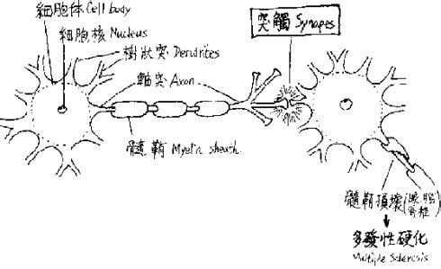 催产素结构 后叶催产素 后叶催产素-简介，后叶催产素-结构