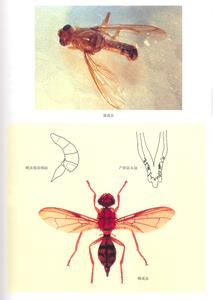 蜜柑大实蝇 蜜柑大实蝇 蜜柑大实蝇-基本信息，蜜柑大实蝇-鉴定特征
