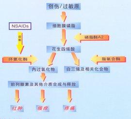 世界历史概要图 非甾体抗炎药 非甾体抗炎药-概要，非甾体抗炎药-发现历史