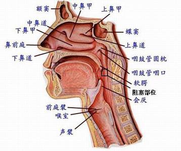 鼾症症状 鼾症 鼾症-概述，鼾症-症状